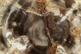 Colorful, Petrified Wood (Araucaria) Round - Madagascar #304814-1